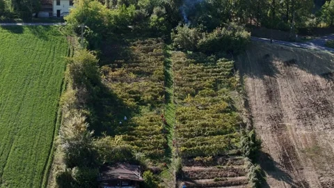 People hand picking ripe grapes from rows of leafy vines in late summer during Stock Footage 321500161