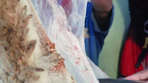 People hand skinning goat. Eid al-Adha celebration in 2022. Stock Footage 201411665