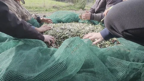 People Hand Sorting Olives and Removing Leaves During Traditional Harvest Stock Footage 326353136