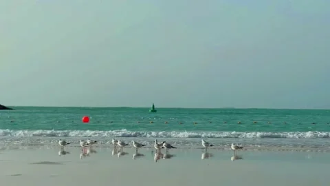 People hanging out on the beach Stock Footage 233533371