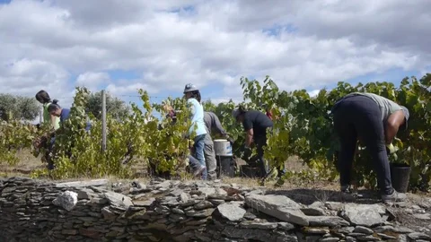 People harvest the vineyard. Stockbeeldmateriaal 80248592