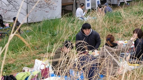 People Having Picnic During Cherry Blossom Season Stock Footage 106924179
