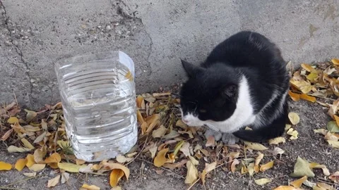 People help a stray cat, give it food and water, black and white stray cat, Stock Footage 279253765