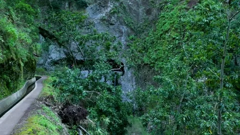 People hiking along a levada path in madeira forest 库存影片 333696120