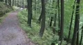 People hiking in forest of low mountain range Harz HD Footage
