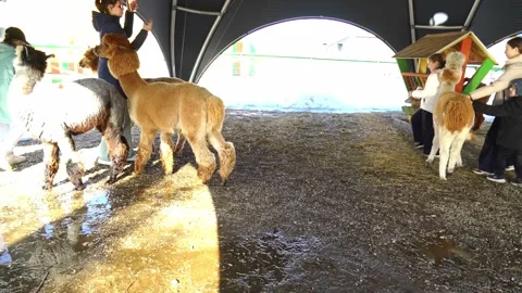 People interact with alpacas at a farm event in winter weather Stock Footage 331368547
