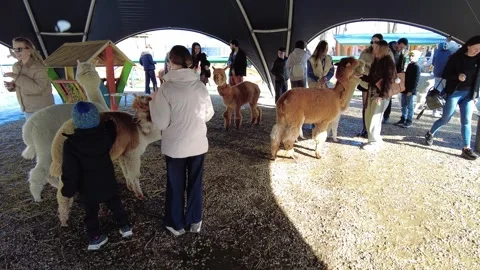 People interact with alpacas in a petting area during a sunny afternoon at a loc Video stock 332454552