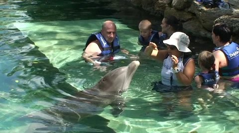 People interact and communicate with dolphin in water Stock Footage 53351184