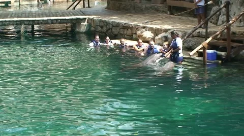 People interact and communicate with dolphins in water Stock Footage 53352057
