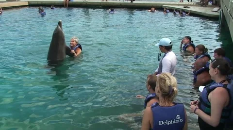 People interact and communicate with dolphins in water Stock Footage 53354337