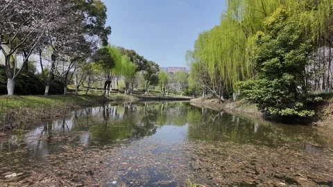 People Jogging in Spring Park with Weeping Willows and Stone Bridge Stock Footage 331569243