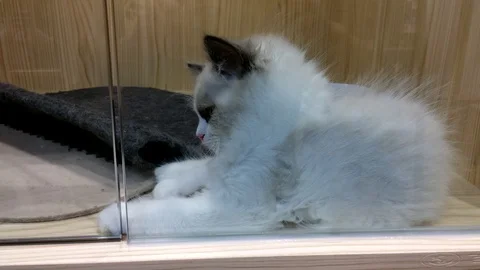 People keep cats as pets Stock Footage 129891750