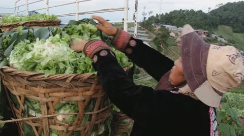 People load baskets with vegetables to the pickup in Chiang Mai, Thailand. Stock Footage 49486817