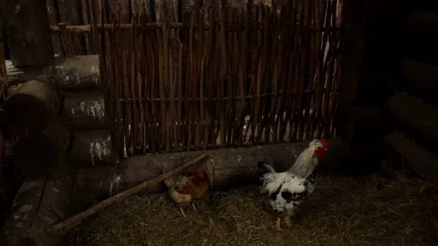 People look at the chickens Video stock 93682934