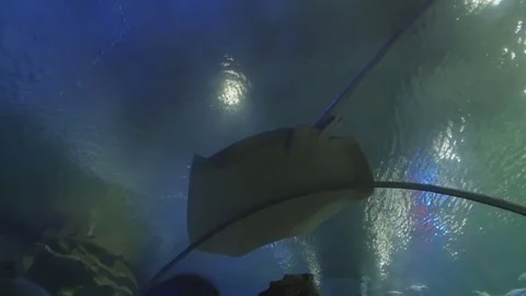 People look at stingray close-up Stock Footage 73544726