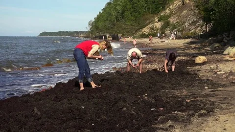 People looking for amber in seaweed on the shore of the Baltic Sea Stock Footage