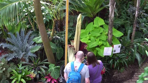 People Looking at Corpse Flower Bloom Vídeos de archivo 91016733