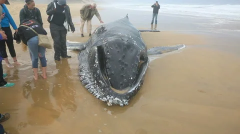 People looking at dead beached juvenile humpback whale Stock Footage 54980948
