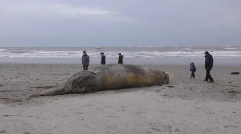 People looking at a dead whale, washed up on Ynyslas beach, Wales, UK Stock Footage 58631391