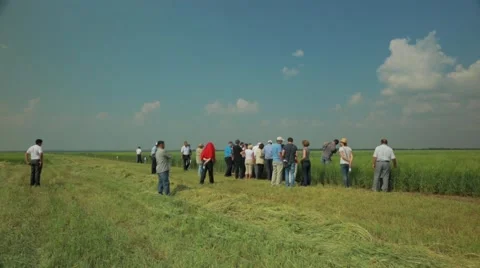 People looking at grassland in field Stock Footage 48768770