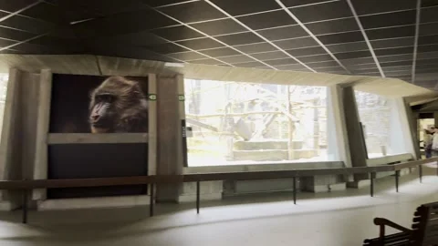 People looking through large glass windows Stock Footage 341120912