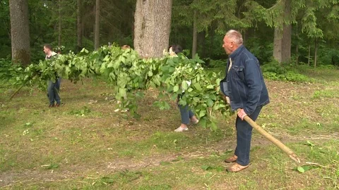 People make arch from green tree branches. Preparing for Midsummer holiday Stock Footage 104218872