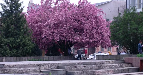 People Making Selfie in Front of Blooming Cherry Trees Stock Footage 64173400
