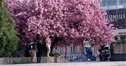 People Making Selfie in Front of Blooming Cherry Trees 動画素材 64173888