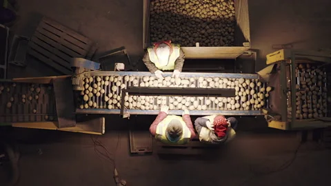 People manually sort potatoes. food from the field to the table. Stock Footage 221860432