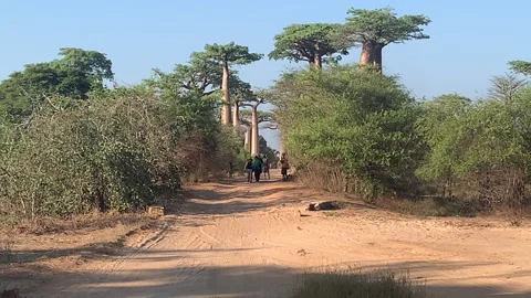 People navigate a sandy pathway amidst towering baobab trees 스톡 동영상 315966323