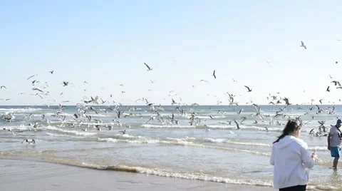 People observing seagulls at the ocean Stock Footage 64797202