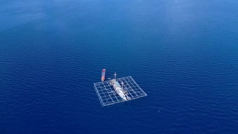 People observing whale shark from boat and a kayak. Lovely aerial view drone Stock Footage 334637341
