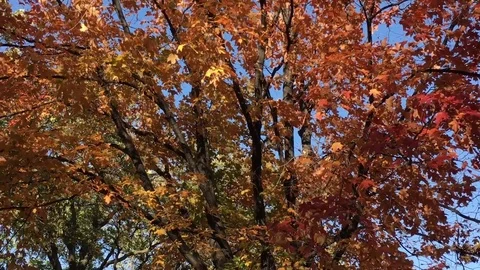 People at Park in Fall with Red Tree 스톡 동영상 80845942