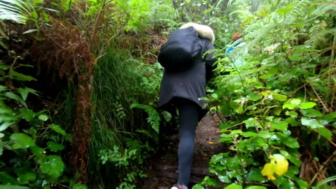 People passing through a dense forest on a narrow path, Anaga forest Tenerife Video stock 197190307