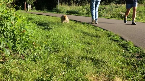 People on paved path and tan fluffy dog on leash is walking on green grass Stock Footage 146821420