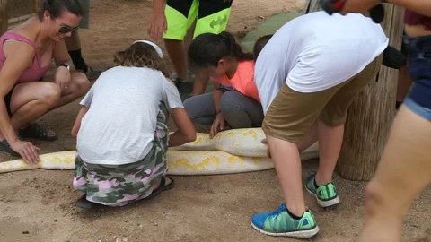 People Petting Reticulated Python, Arizona MAH00166 Stockbeeldmateriaal 119545896
