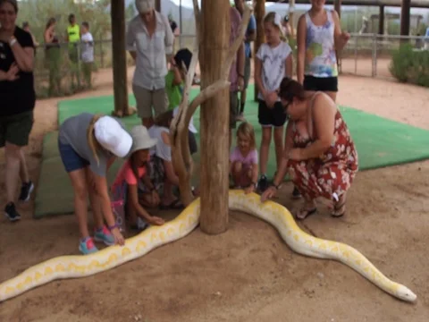 People Petting Reticulated Python At Out Of Africa Park Arizona MAH00164 Stock Footage 92449072