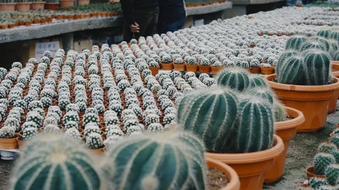 People picking cactus to purchase Video stock 121389941