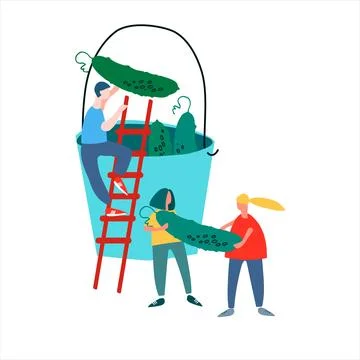 People picking cucumbers vector illustration. Harvesting concept. Agritourism Stock Illustration