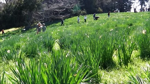 People picking daffodils 2. Stock Footage 55502418