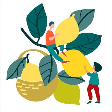 People picking lemons. Hand drawn vector illustration in abstract flat style. Stock Illustration