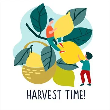 People picking lemons. Vector illustration in flat style. Harvest Time quote Stock Illustration