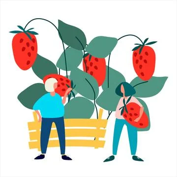 People picking strawberries into crate vector illustration. Harvesting concep Stock Illustration