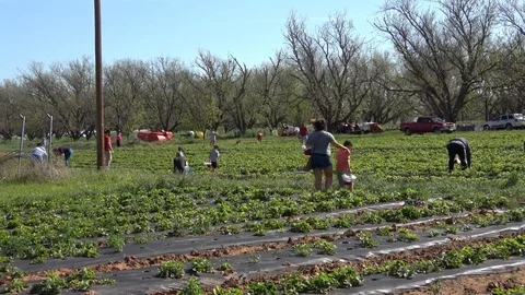 People picking strawberries on a strawberry patch. Stock Footage 89101963