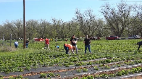 People picking strawberries on a strawberry patch. Stock Footage 89101971