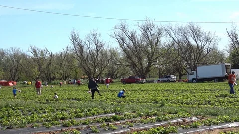 People picking strawberries on a strawberry patch. Stock Footage 89102055