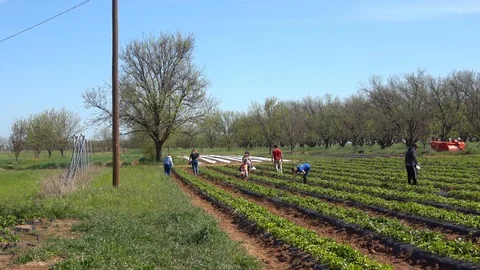 People picking strawberries on a strawberry patch. Stock Footage 89102100
