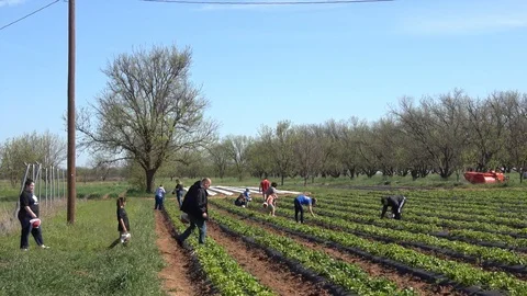 People picking strawberries on a strawberry patch. Stock Footage 89102170