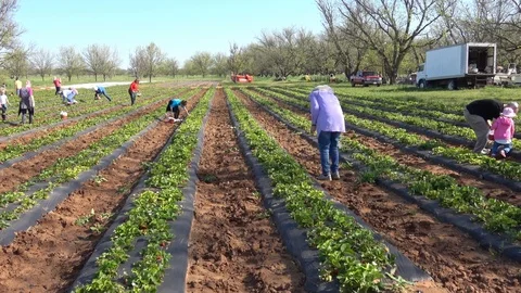 People picking strawberries on a strawberry patch. Stock Footage 89102240
