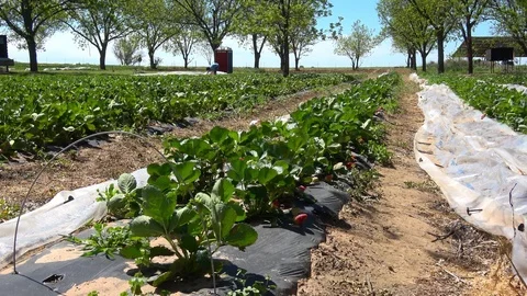 People picking strawberries in a strawberry patch. Stock Footage 106758234